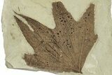 Fossil Sycamore (Macginitiea) Leaf - Utah #323173-1